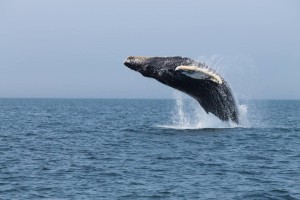 Freeport Whale Watching